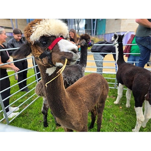 Alpacas