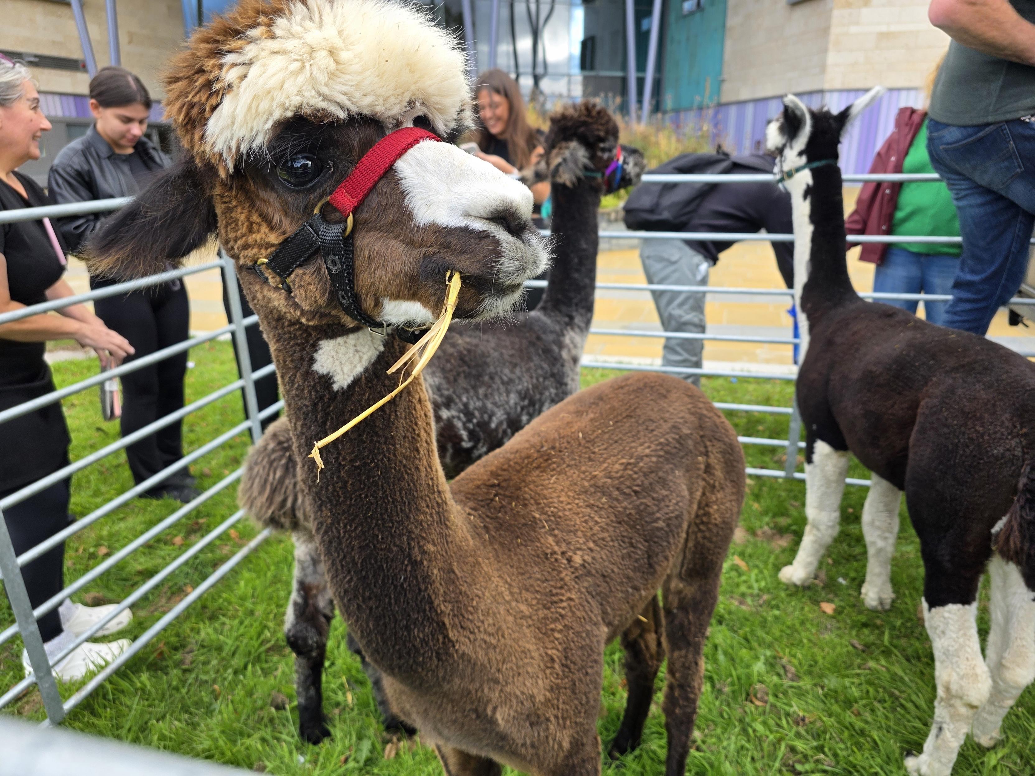 Students meeting an alpaca