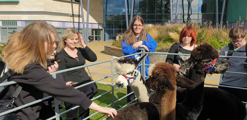 Students with an alpaca during Welcome Week